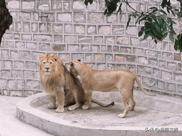 淄博版“疯狂动物城”来了！网红萌宠已就位，快来当一日“荣誉市民”→