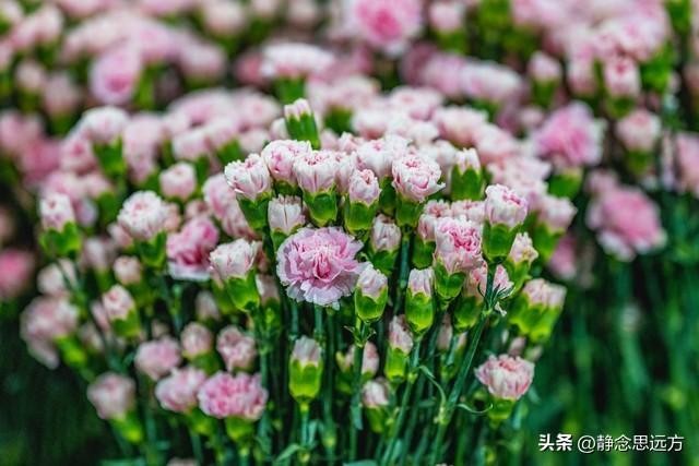 我是河南人，去了趟昆明发现：昆明人跟其他地方的人还真不一样