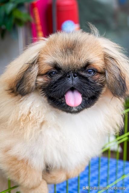 寿命最长的10种狗VS最短的10种狗！第一名能活20年+