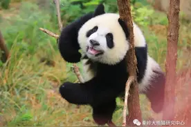 今日起，陕西多个景区门票降价！图片