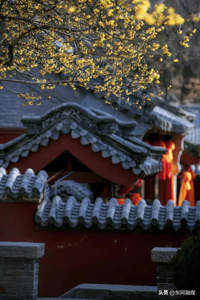 山东的第一波蜡梅开啦！快来邂逅这份冬日限定的浪漫