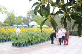 南山植物园5000盆各色向日葵喜迎游客图片