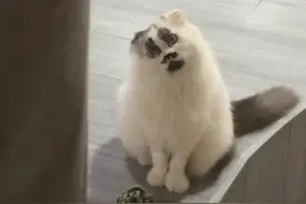 怎么有猫能长得像个表情包啊？这么丑的小猫竟然被我看见了！图片