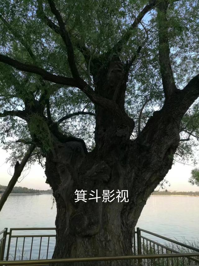 颐和园西堤古柳，三百年沧桑的见证者。