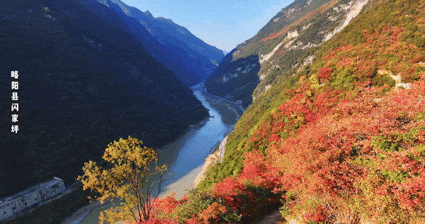 立冬别“猫冬”！来略阳赴一场红叶的约会！🤳