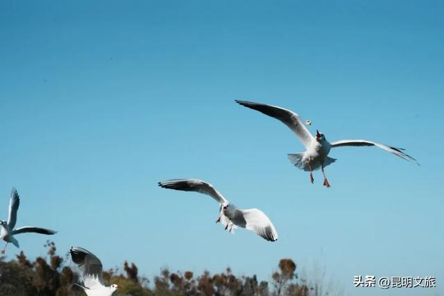 昆明十七公里外,藏着一个可以看“海”的白族村