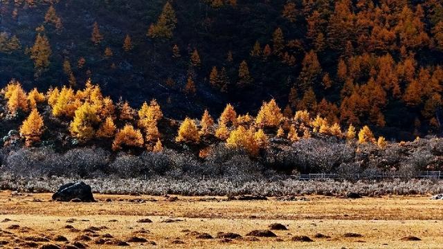 直接封神！你永远可以相信稻城亚丁的秋天
