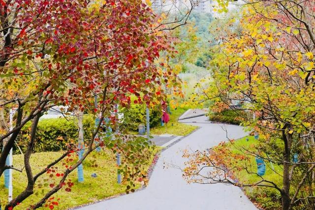 天府大道 乌桕已红透半边天