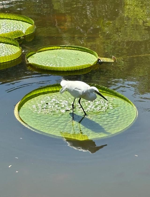 厦门植物园百花厅，景区主要的室内花卉展区，始建于上世纪80年代