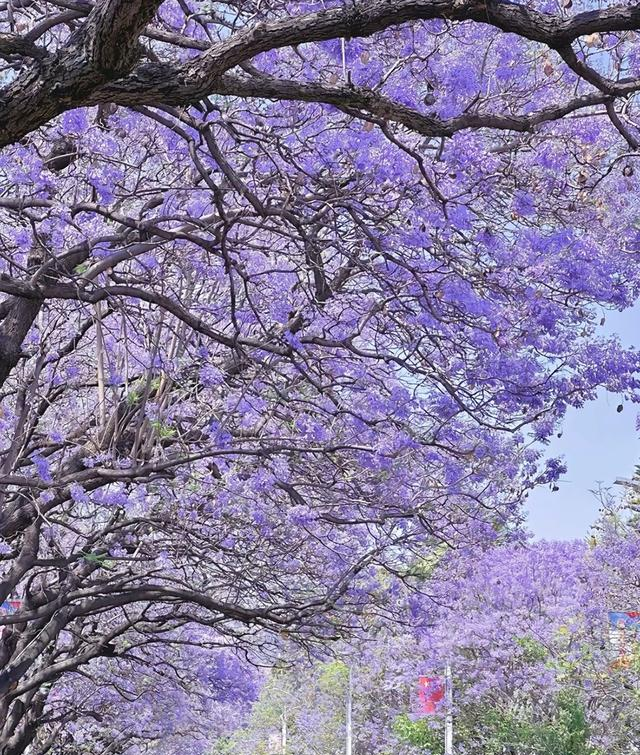 四川美到封神的小城，5万多株蓝花楹开花了，与昆明一样美！