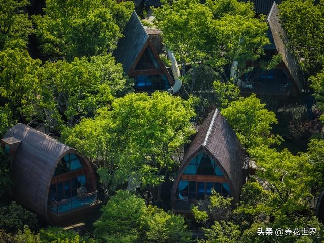 他们住在树上，探秘云南“树上人家”