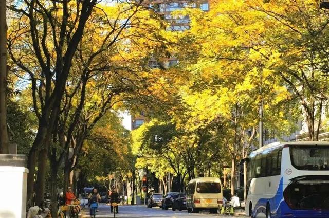 秋色浓度已拉满,谁还没偶遇申城街头的 “赤橙黄绿交响曲”?