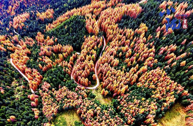 【小陇画报·439期】舟曲：绚丽赛尔布 斑斓满眼秋