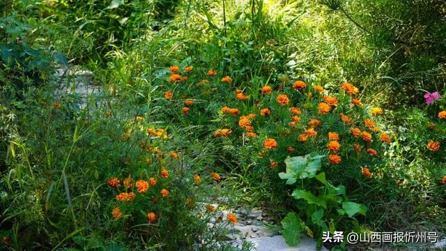 又见奇村 | 你知道吗？南高藏着一个“窑洞秘境”！