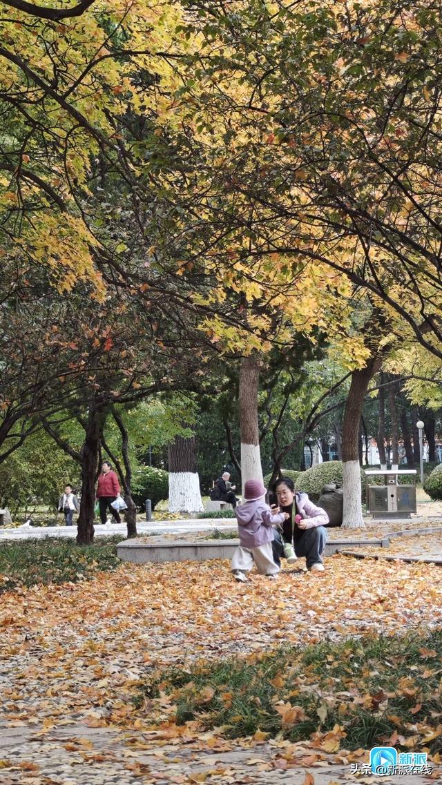 “落叶缓扫”，潍坊为你留住一份诗意