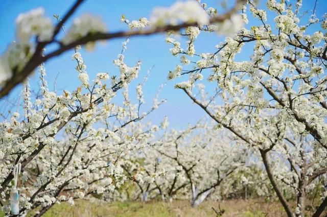 全部免费！成都春日赏花攻略来了，梨花、桃花、李花都开好了！