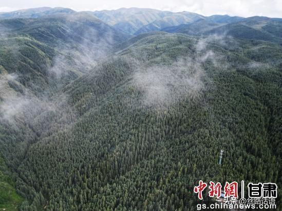 夏日丝路名山焉支山：松柏翠绿 山涧清凉