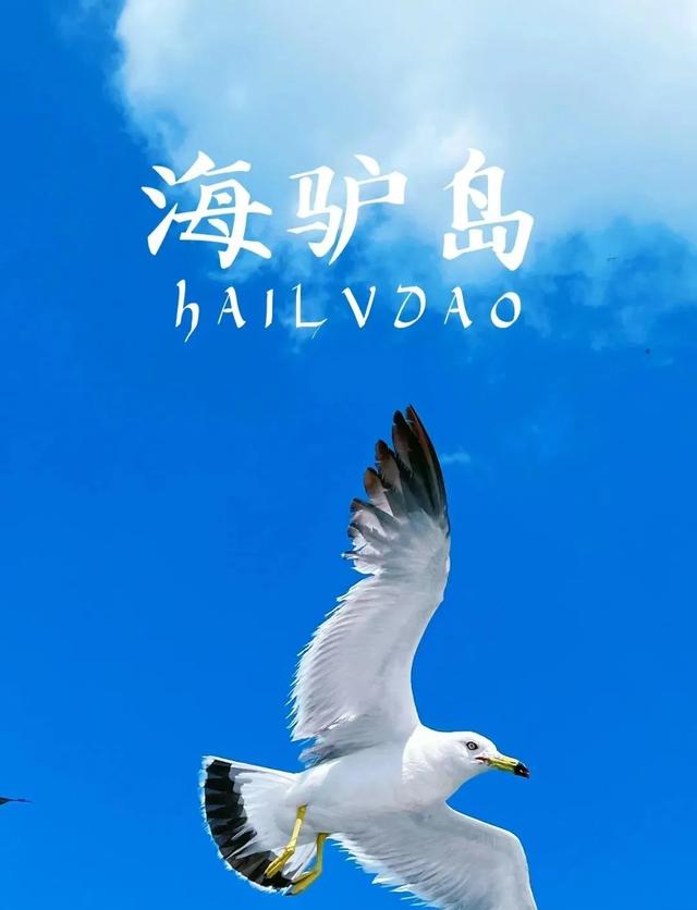 山东荣成：天鹅与海鸥齐飞，这座低调滨海城，藏着北纬37°的浪漫