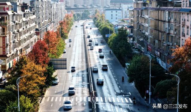 县城“枫”景美 初冬韵渐浓