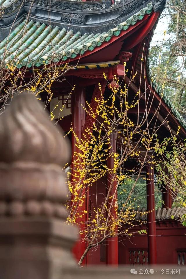 冬游看花，崇州寻梅攻略来啦！
