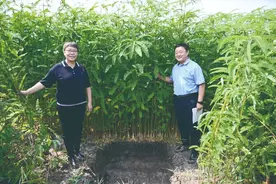 寸草不生“碱巴拉”，他们种了什么竟然又高又密？图片