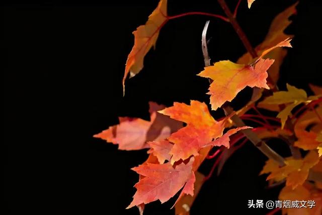晚秋（随笔）