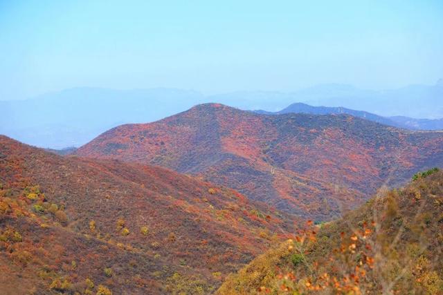 渑池坡头红叶拍摄记：一场迟来的秋日邂逅