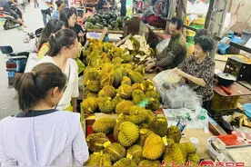 “水果之王”榴莲大量上市 “榴莲自由”已经到来？图片