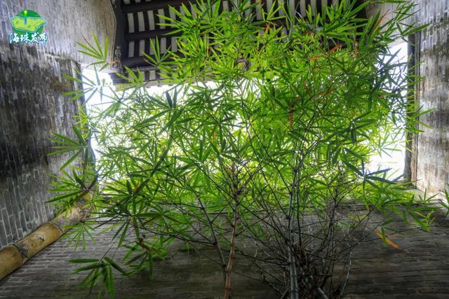 出片率100%！海珠隐藏园林，速来拿捏朋友圈