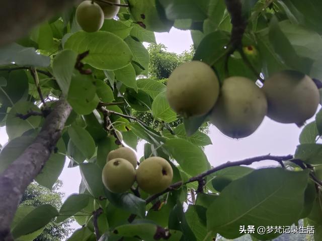 我最近热衷废墟游因为多少总会有收获,加油!我的胜利已近在眼前