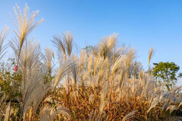 秋日限定美景，还不赶紧来拍？