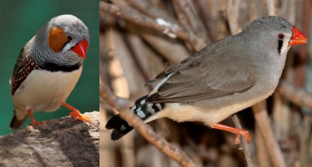 颠覆认知！10厘米小鸟竟有三层朋友圈，社交逻辑和人类神同步？