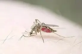 防不胜防的蚊虫叮咬图片