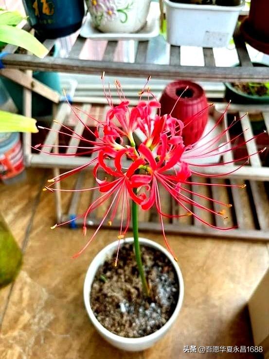 阴花不能进阳宅。这5种花“打死”也不养，家里若有？快挪走！