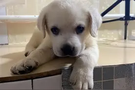 新买的小狗刚接回家，这5点事项主人一定要注意呀图片