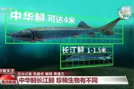 中华鲟、长江鲟有何不同？长江鲟的“产房”什么样？一文了解→图片