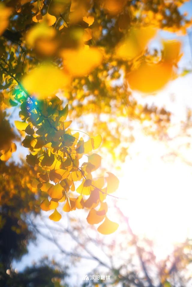 限时绝美！汉阳全城颜值巅峰，零换乘直达