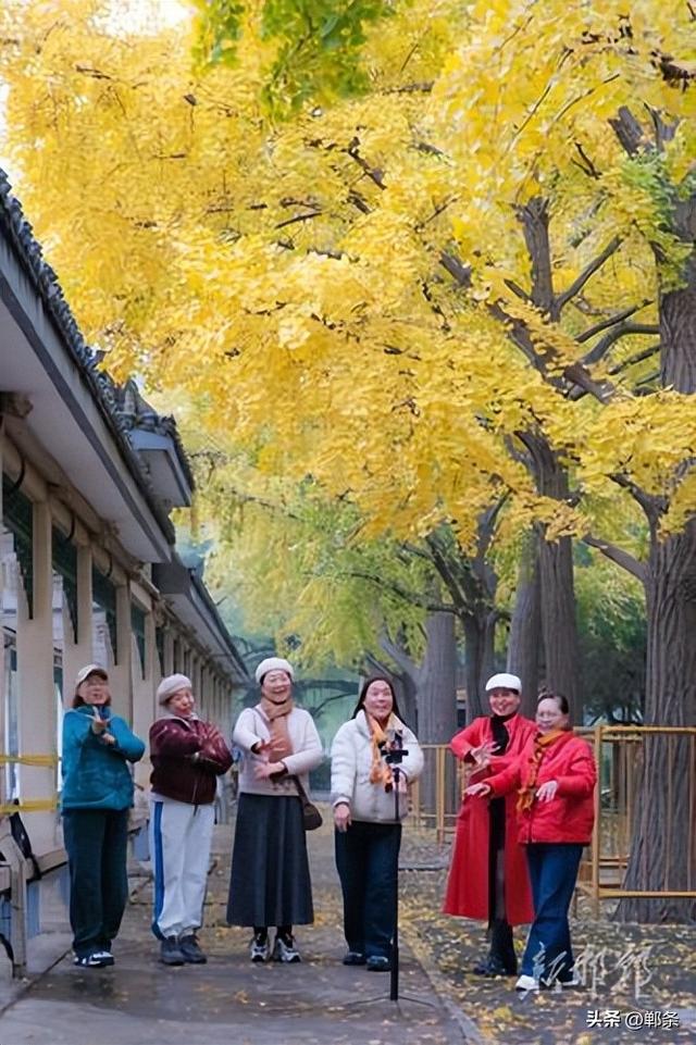 丛台金叶映笑颜 市民乐享好时光