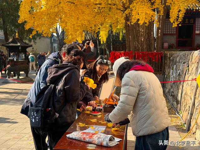 千年银杏“黄金周”开启！花塔村赏秋正当时