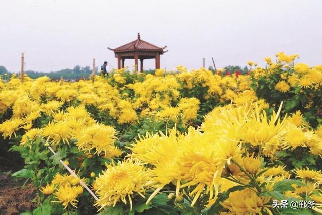 美在邯郸丨肥乡区南赵村千亩菊花盛放——秋日菊韵，金色邀约