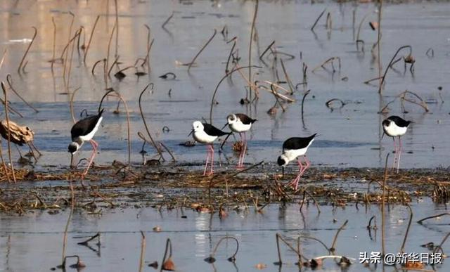 读诗词游水韵江苏丨从盐渎古场到“东方肯尼亚” 穿越千年邂逅诗画盐城