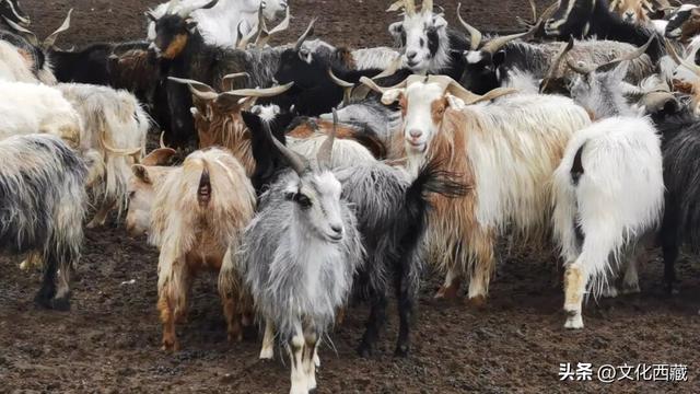 极致风光，唯有西藏阿里！初冬的金色童话一眼沦陷！