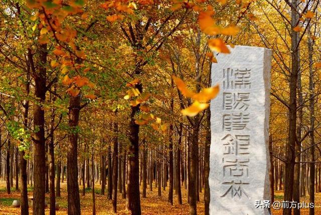 西安5大绝美银杏打卡地上线 邂逅古都“顶流”秋色