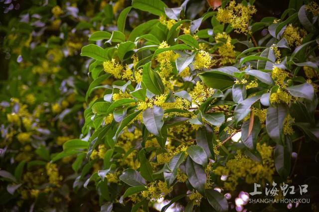 满城甜香，速赏桂花！莫要错过这迟来的秋日芬芳