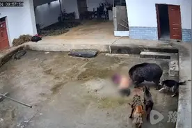 陕西岚皋一老人被野猪拱死，当地5年内曾发生10起野猪伤人事件图片