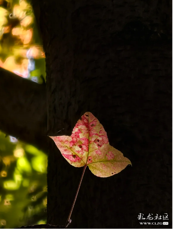 立冬 昆明植物园拾秋