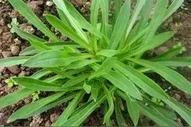 春天的第一口野菜——面条菜图片