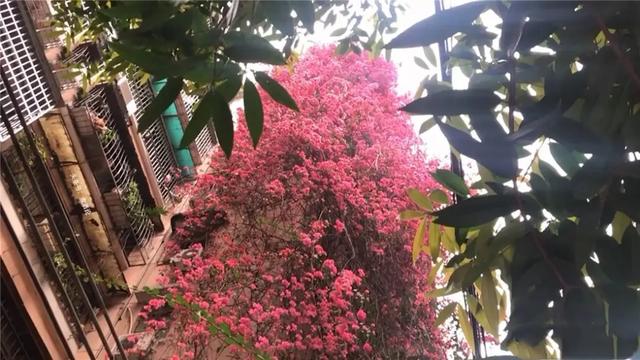 看，高27米“花瀑布”从楼顶倾泻而下！