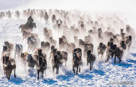 冬日天马故乡昭苏行有感