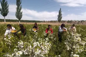 一棵文冠果的绿金之旅图片